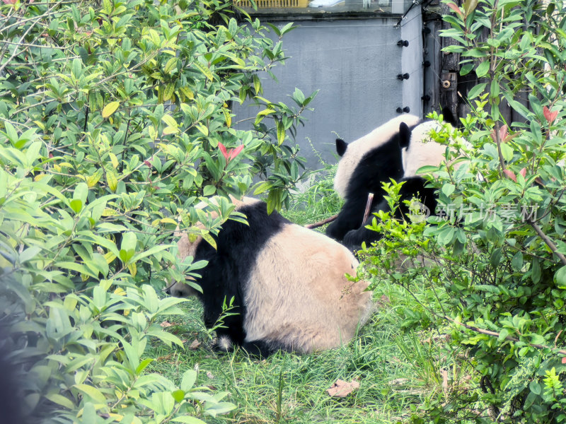 成都大熊猫繁育研究基地的大熊猫