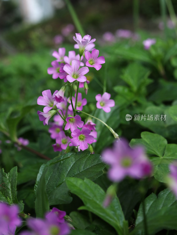 春天绿色的草地和盛开的紫色鲜花的风景