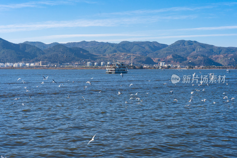 云南昆明滇池红嘴海鸥