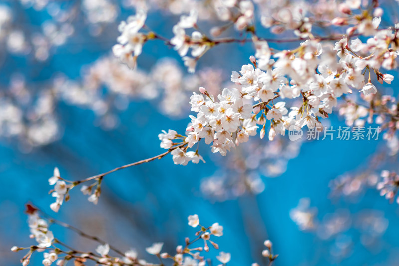 春季蓝天下的樱花特写