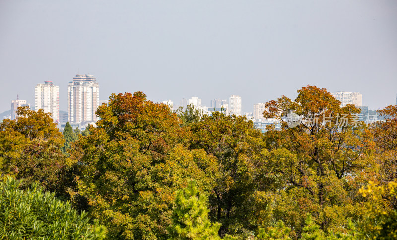 城市公园绿树与远处高楼景观