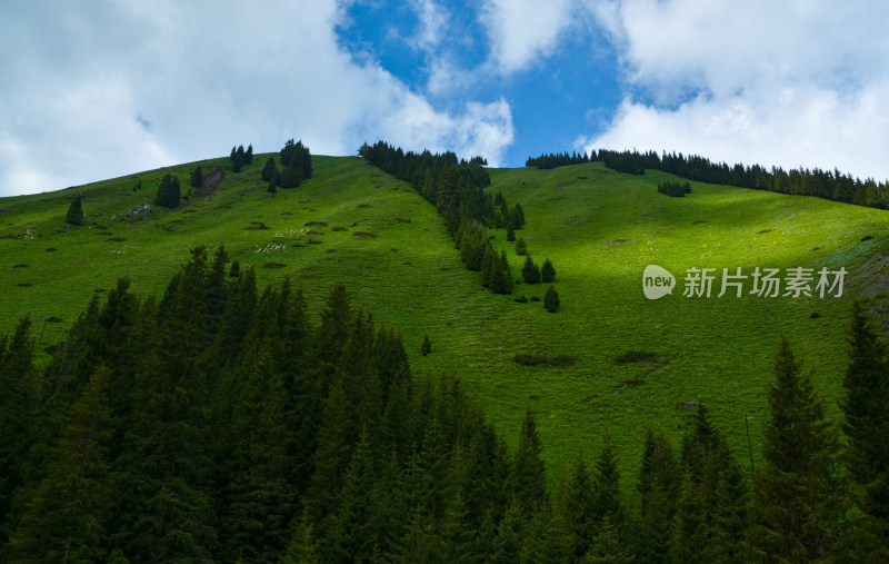 新疆伊犁高山森林草原牧场