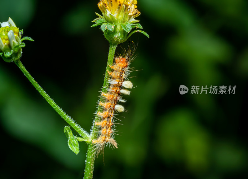 植物上的毛虫特写镜头