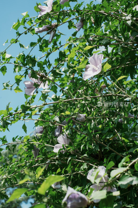 北京圆明园木槿花