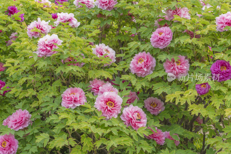 牡丹花背景