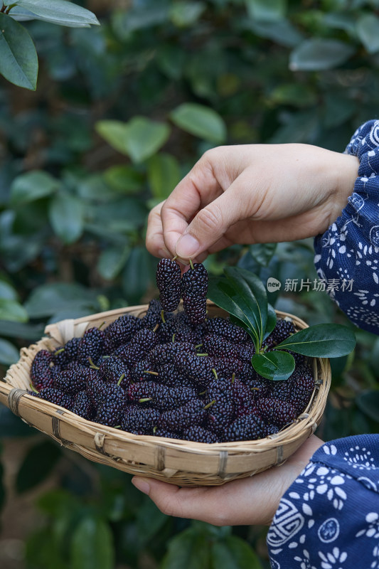 桑葚 新鲜桑葚 黑桑葚 野生黑桑葚