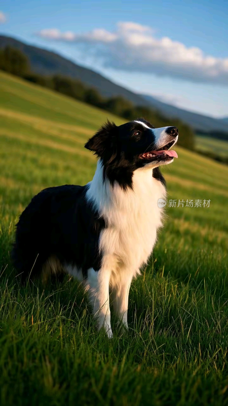 草地上的边境牧羊犬