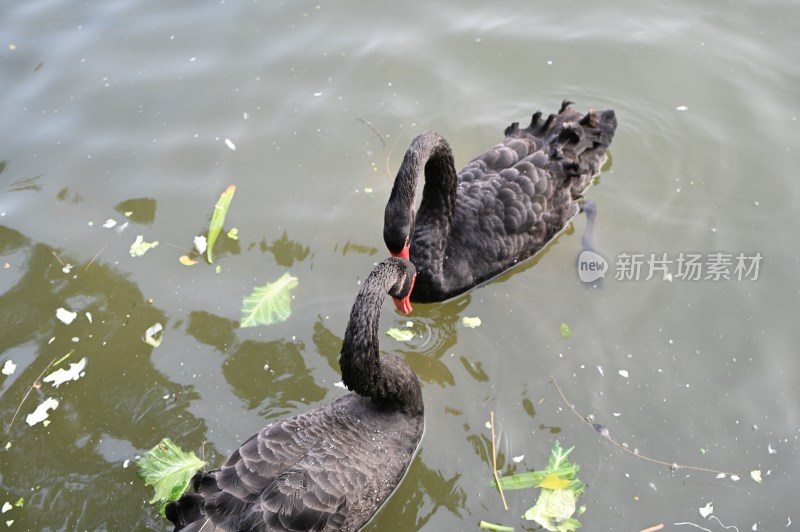 水中黑天鹅亲昵互动