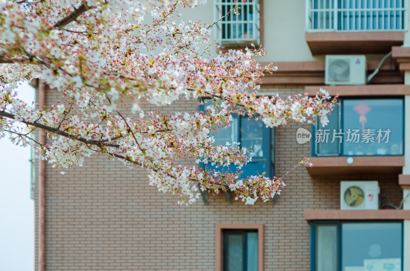 青岛樱花小镇，公寓前樱花已经盛开