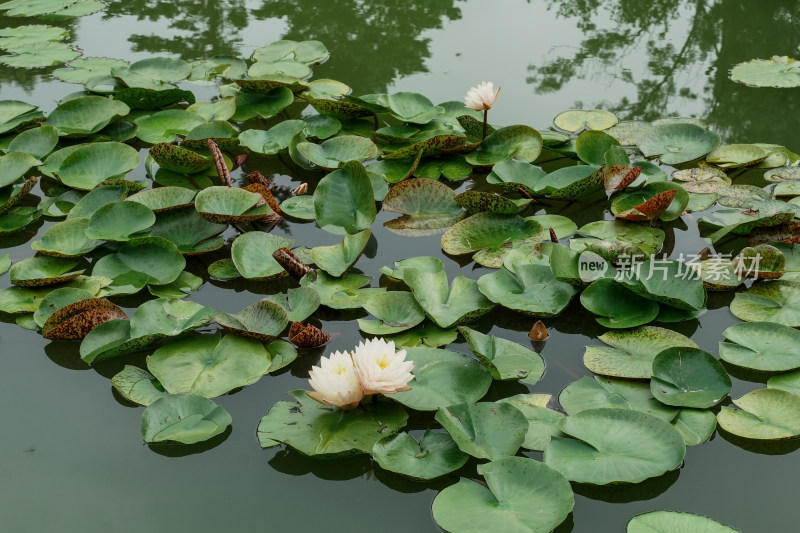 北京国家植物园睡莲