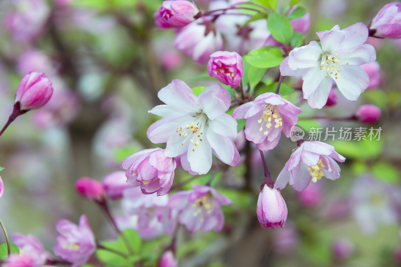 盛开的桃花