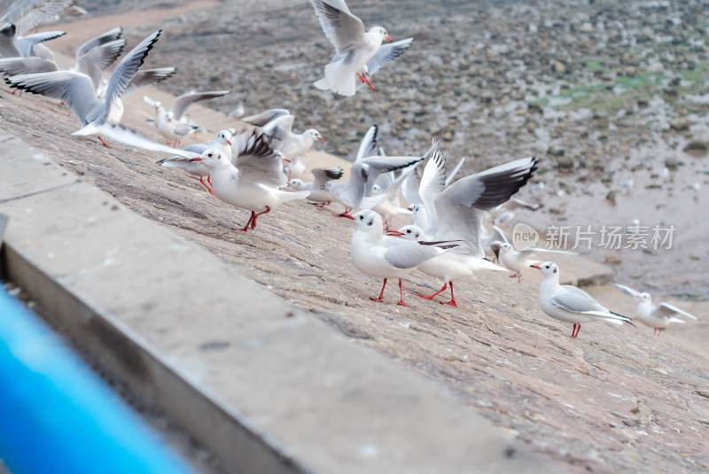 海堤上的海鸥飞来飞去