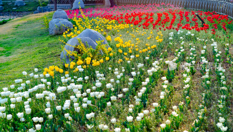 色彩斑斓的郁金香花海