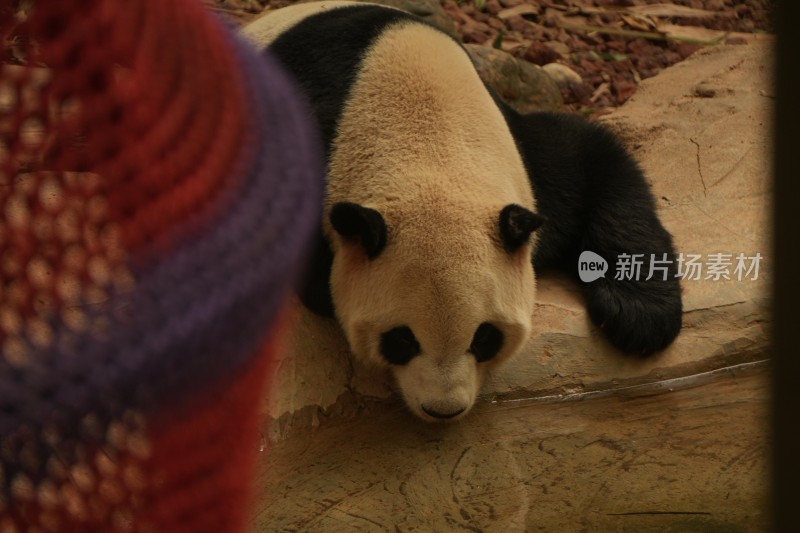 熊猫趴卧地上休息的可爱模样