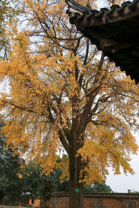 寺庙古银杏 苏州治平寺