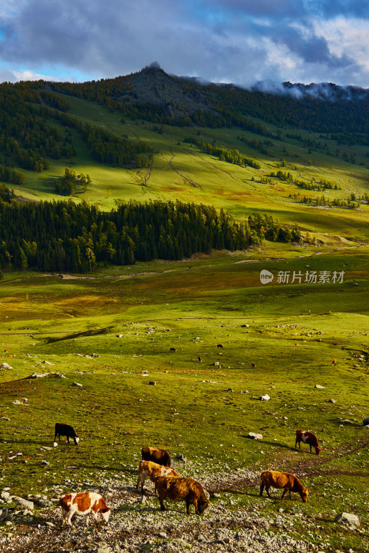 光影斑驳的高山森林