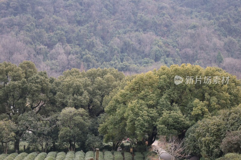 山林绿植茶园景观