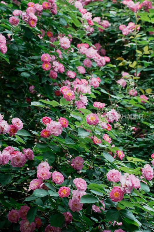 北京国家植物园蔷薇