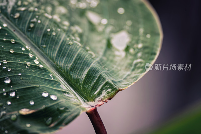 雨后绿叶上的水珠