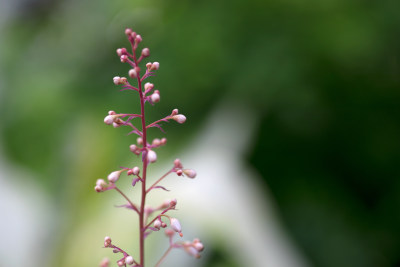 特写红花矾根