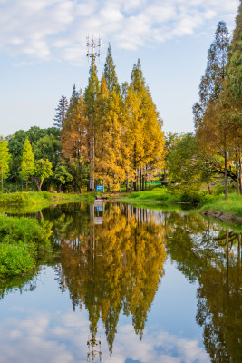 秋景 金秋 落叶 水杉