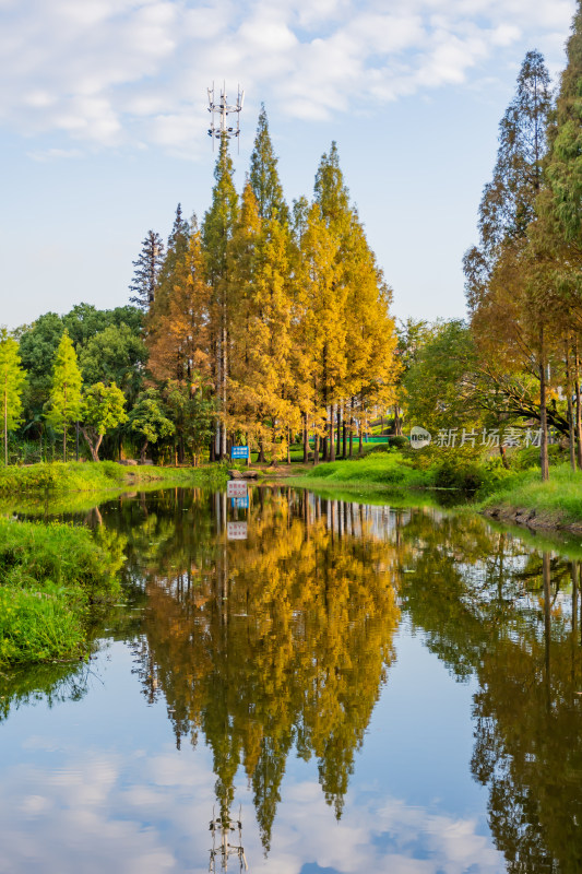 秋景 金秋 落叶 水杉