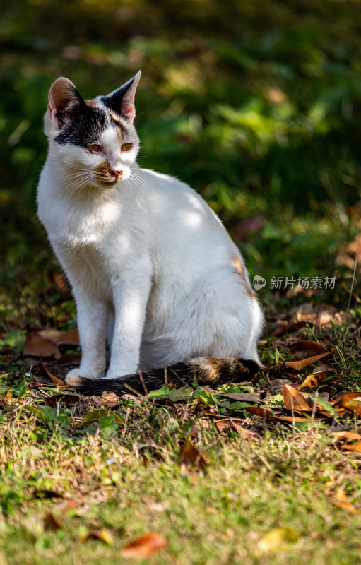 草地上坐着的三色猫