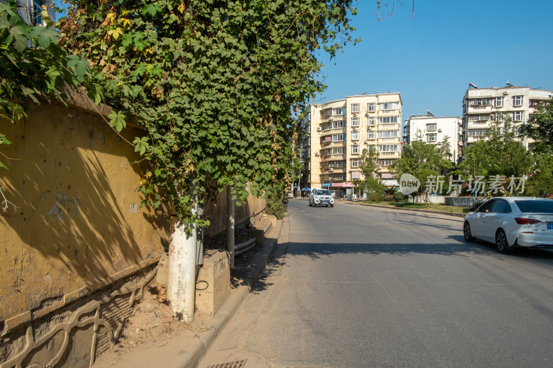 路边绿植覆盖墙壁的城市道路景象