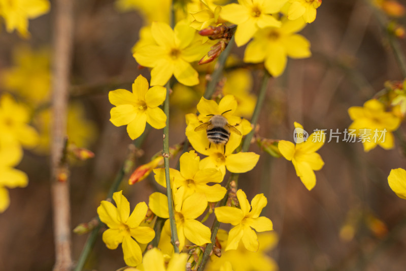 蜜蜂在花瓣上飞舞迎春花春天生机
