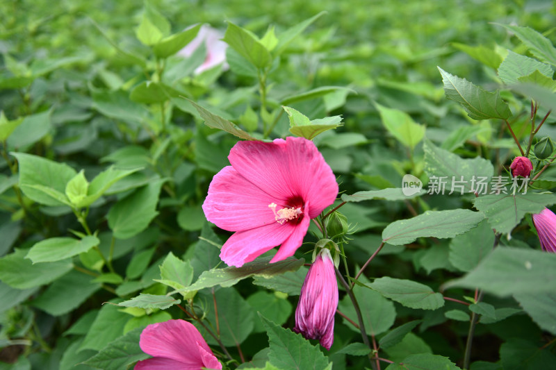 盛开的大花秋葵芙蓉葵