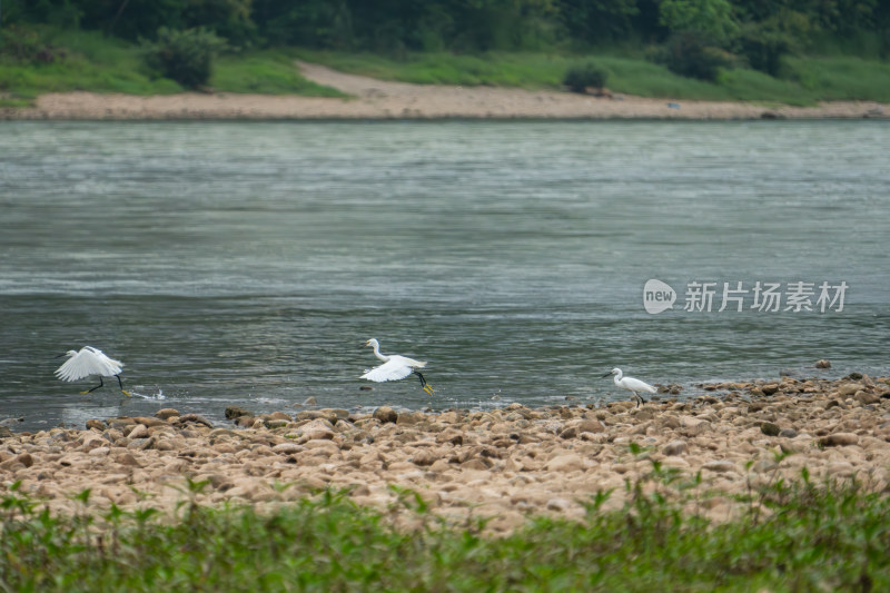 河边白鹭在石滩活动场景