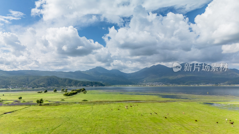 丽江拉市海湿地公园夏天的草地牛羊野鹤飞鸟