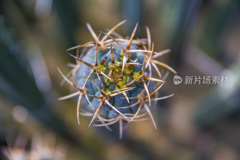 花花草草仙人植物