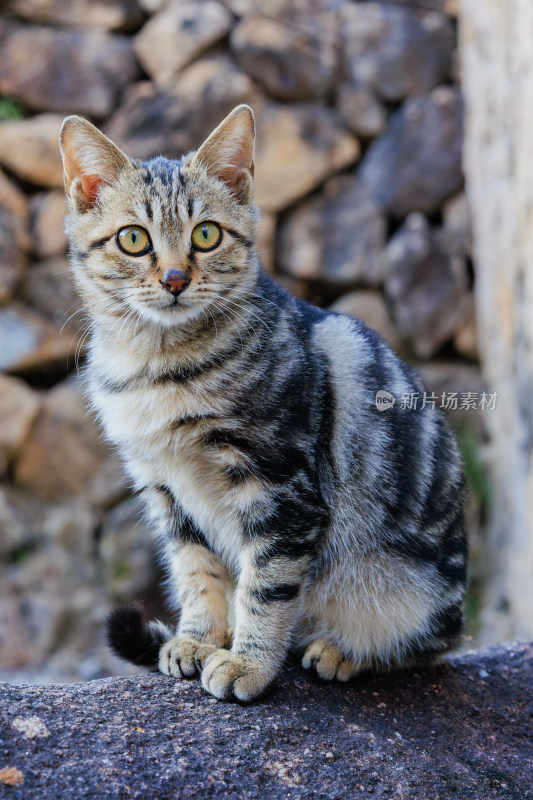 石墙前的狸花猫坐姿优雅可爱