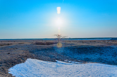 内蒙古呼伦贝尔海拉尔草原枯树与积雪