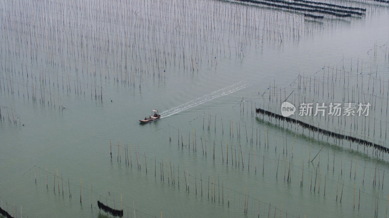 海洋生态养殖海带养殖航拍