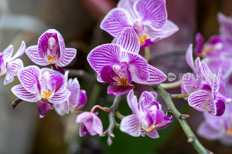 兰花花朵特写