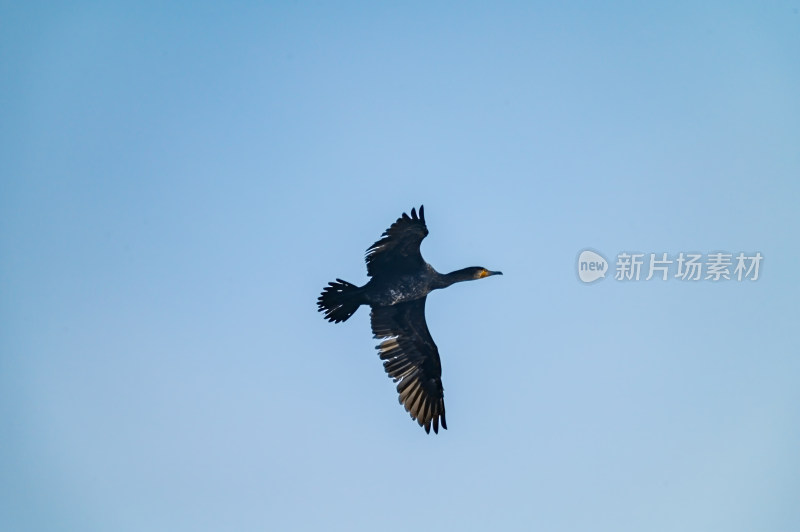 洛阳洛河边湿地里空中飞翔的鱼鹰（鸬鹚）