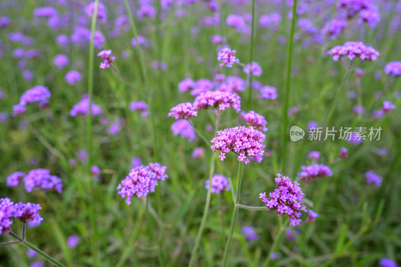 马鞭草的浪漫花海