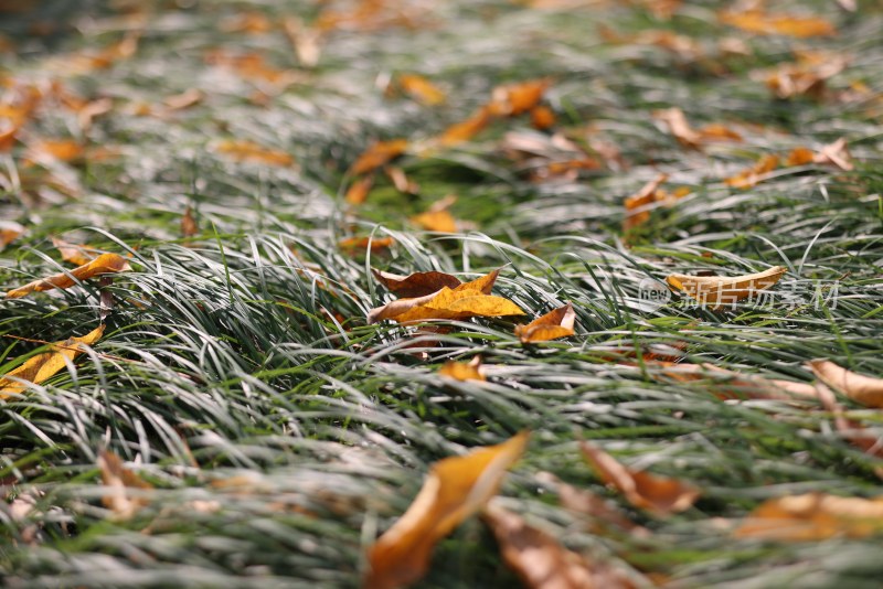 一片麦冬上的落叶