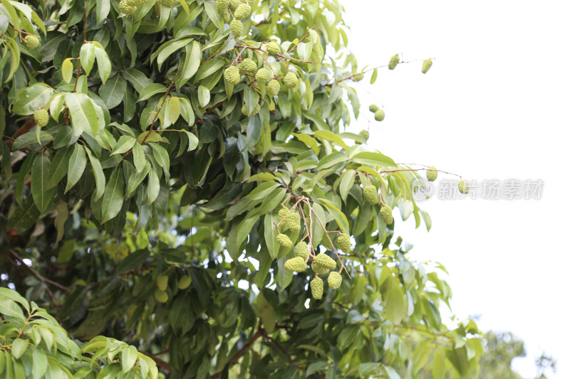 挂满荔枝的荔枝树