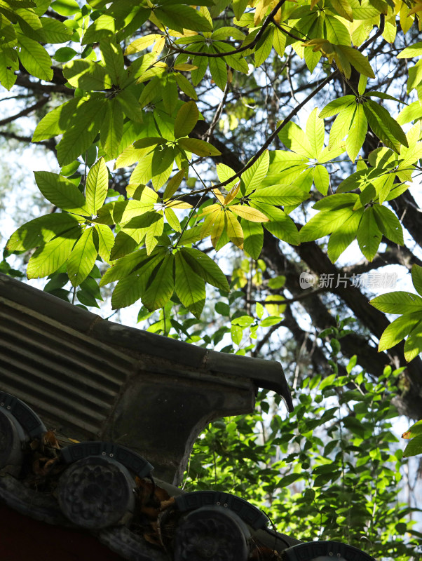 春天阳光下闪闪发光的绿色树叶叶子的风景