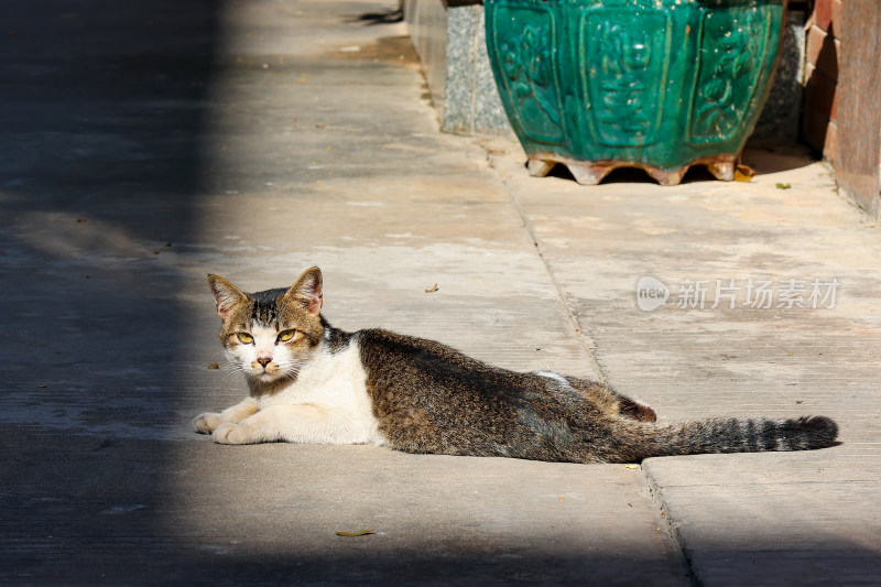 一只猫咪在慵懒午后的惬意时光中晒太阳