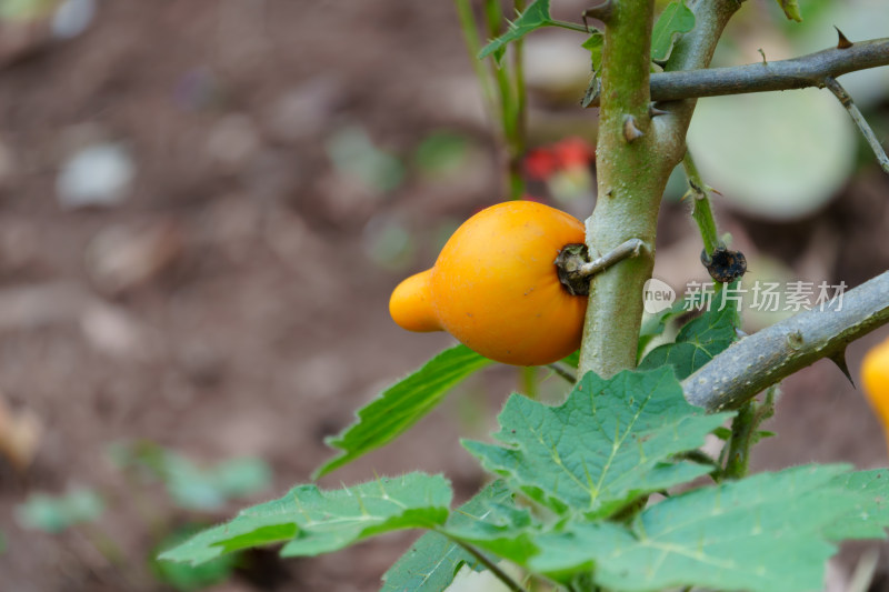 植物上生长的乳茄