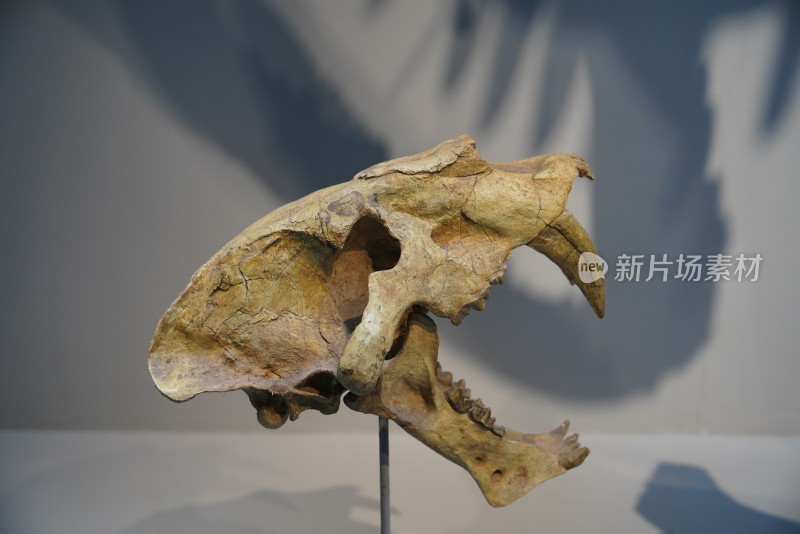 剑齿虎头骨化石标本