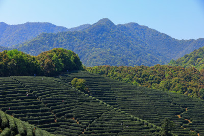 中国杭州龙坞春天里的茶园风光