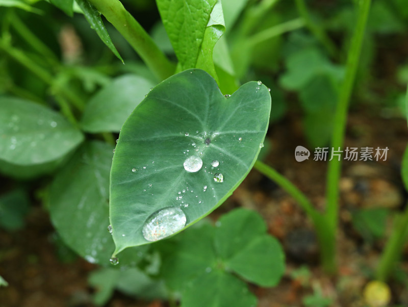 春天绿色的植物叶子树叶和水滴雨滴