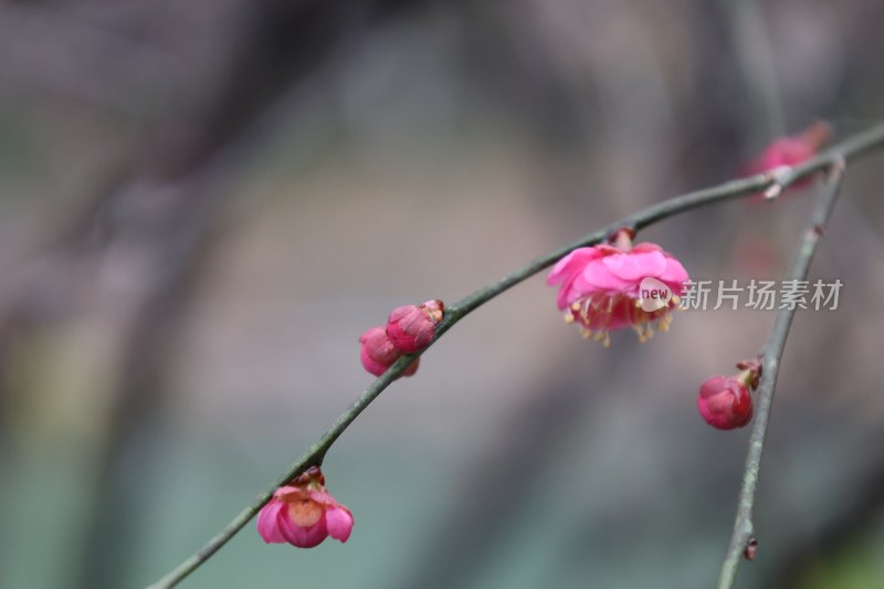 枝头绽放的粉色梅花