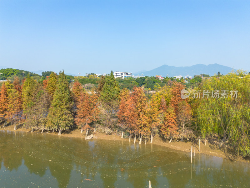 福州多彩树林沿水域分布的自然风景航拍