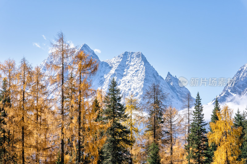 四川四姑娘山景区双桥沟的秋天秋色